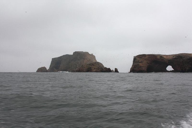 1128-Isole Ballestas,19 luglio 2013.JPG